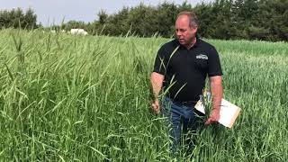 Contrast Between Triticale amp Rye [upl. by Carhart]