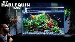 The Harlequin Tank 60cm Aquascape Tutorial Beautiful Planted Aquarium How To Step By Step Guide [upl. by Nogas203]