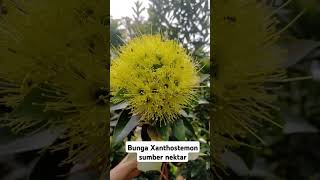 Bunga Xanthostemon sumber nektar [upl. by Skolnik]