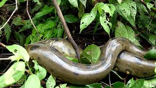 Anaconda covered with Porcupine Spikes [upl. by Marlene]