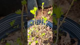 Larix decidua europeia🌲🌲🍁plantas outonais raras viveiro f pinheiro outonal 🍁 🍂 🌲 🍁 [upl. by Mordecai]