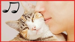 落ち着きのない猫をリラックスして眠りに設計された猫の音楽 【CATS MUSIC BGM平成29 [upl. by Yesllek561]