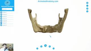 Mandible Anatomy  Bones And Cranial Anatomy 1 [upl. by Madlin]