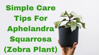 Unveiling the Beauty of Aphelandra Squarrosa Zebra Plant A Comprehensive Care Guide [upl. by Iruahs]