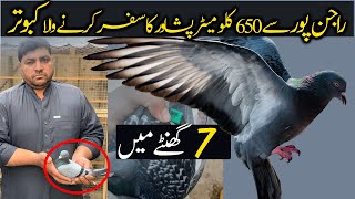 pakistan pigeon racing and pakistani racer kabootar پاکستانی کبوتر [upl. by Sondra]