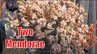 How To Grow GRAPTOPETALUM MENDOZAE  Growing Succulents with LizKreate [upl. by Lledner94]