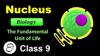 Nucleus  The Fundamental Unit of Life  7  for Class 9 in Hindi [upl. by Brenk]