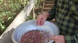 Picking fragrant saltbush berries [upl. by Sandye]