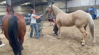 Live Shoeing Class at FAWS Fall ConventionFarrier Competition [upl. by Legge642]