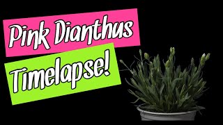 Carnation  Dianthus Caryophyllus Pink Kisses plant Timelapse 4K [upl. by Bauer]