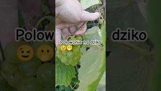 Sok z winogron garden ogrodnictwo ogrod fruit foodgarden winogrona [upl. by Jessalyn]