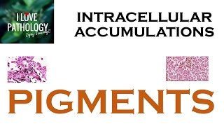 INTRACELLULAR ACCUMULATIONS PIGMENTS [upl. by Akimyt]