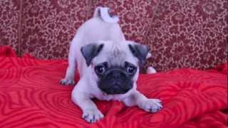 baby pug Carlos barking [upl. by Sucrad]