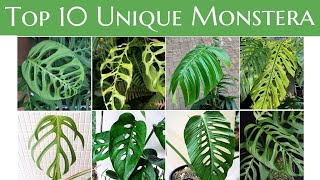 Top 10 Unique Monstera You Must Have [upl. by Avra491]