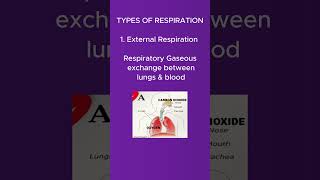 Introduction to respiratory system  physiology  types  phases of respiration shorts [upl. by Oirretna474]