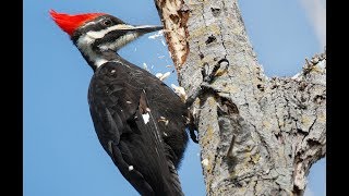 Woodpecker pecking [upl. by Eeralih]