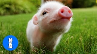 Cute Baby Micro Teacup Pig  BEST Compilation [upl. by Milla]