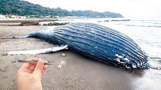 爆発しそうなクジラから寄生虫を採って食べてみる [upl. by Aelsel]