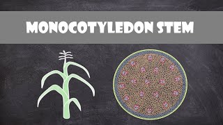 Monocot Stem Structure and Function  Plant Biology [upl. by Reisman]