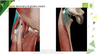 Abordaje anterior y posterior de cadera [upl. by Bettzel]