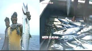 Longline fishing videosamazing fishing videoscatching tunakingfish and dolphins fishes [upl. by Bourne]