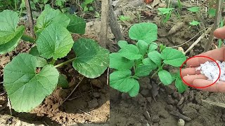 The best NPK fertilizer grow cucumber plants faster [upl. by Leiahtan]