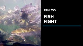 Tasmanian salmon industry hits back at opponents  ABC News [upl. by Loughlin]