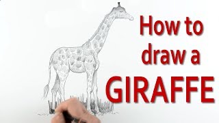 The Secrets to How to Draw a Giraffe explained Expertly [upl. by Osmond729]