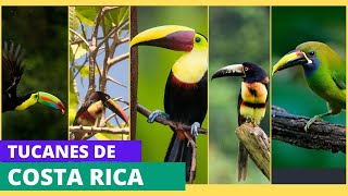 Las fascinantes especies de tucanes de Costa Rica [upl. by Diskin]