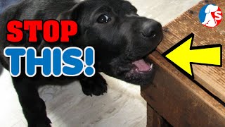 How to stop my dog from chewing things  simple solutions [upl. by Scheck937]