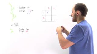 Test Cross Determining Genotype [upl. by Sapowith]