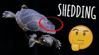 Turtle Shell Peeling What to do during shedding  Turtle 101 [upl. by Kaja378]