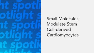 Small Molecules Modulate Stem Cellderived Cardiomyocytes [upl. by Violette623]