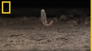 Estos peces pueden saltar más lejos cuanto más envejecen  National Geographic en Español [upl. by Kcirdderf]