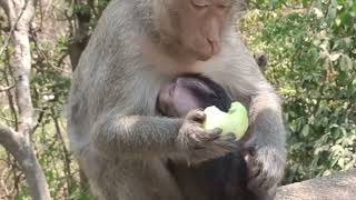 Monkey funny viral videosMonkey viral videosMonkey funnyComedy Monkey videosComedy monkey [upl. by Francine]