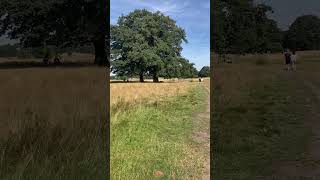 National Trust  Tatton Park United Kingdom 🇬🇧 [upl. by Atiugram]