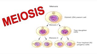 Mitosis The Amazing Cell Process that Uses Division to Multiply Updated [upl. by Ataeb]