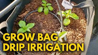 Simple DIY Drip Irrigation for Container Gardening [upl. by Greenquist64]