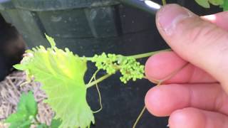 RazzMaTazz The First Continuous Fruiting Grape [upl. by Gnuhc]