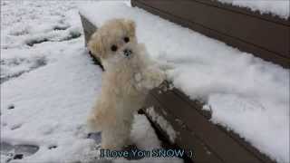 My Adorable Maltipoo  Toy Poodle Maltese Puppy  First Snow [upl. by Yreffeg]