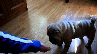 Shar pei adiestramiento [upl. by Hax]