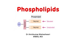 Phospholipids  Phospholipids Biochemistry  Phospholipid Functions phospholipids biochemistry [upl. by Gregg]