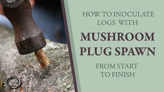 Inoculating Mushroom Logs With Plug Spawn From Start to Finish [upl. by Iras]