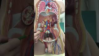 Blood Vessels Lab Part 3 Abdominal Blood Flow [upl. by Legim]