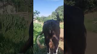 Pastagem rotacionada 30 🐄🐄 vidanaroça vacasdeleite leiteapasto shorts [upl. by Serilda588]