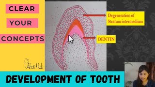 ODONTOGENESIS  Part 2 of Tooth Development [upl. by Anecuza]