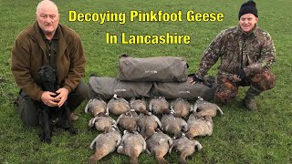 Goose Shooting  Decoying PinkFoot Geese In Lancashire [upl. by Ursulette]