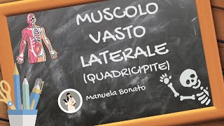 MUSCOLO VASTO LATERALE Quadricipite cosa fa e come si allunga [upl. by Bethel]