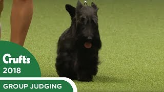 Terrier Group Judging  Crufts 2018 [upl. by Leizar]