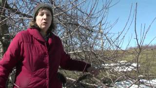 Pruning Apple Trees [upl. by Christoffer]